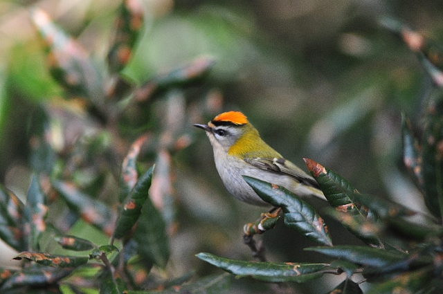 27 03 15_2622_edited-1.jpg - FIRECREST - FROM MY BALCONY CENTRAL BOURNEMOUTH, DORSET - 27.3.15